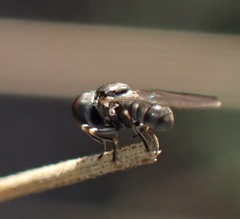 Pipunculidae