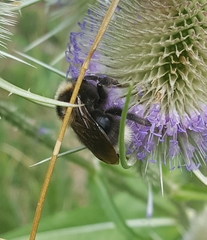 Bombus campestris