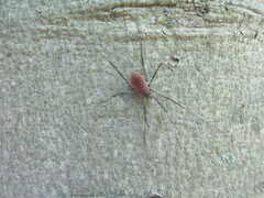 Hadrobunus maculosus