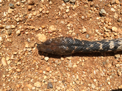 Masticophis fuliginosus