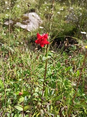 Gentianella cosmantha