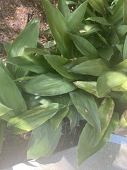 Aspidistra elatior