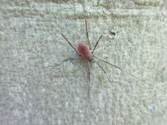 Hadrobunus maculosus