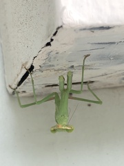 Stagmomantis