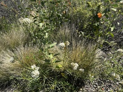 Asclepias subverticillata