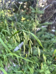 Bromus ciliatus