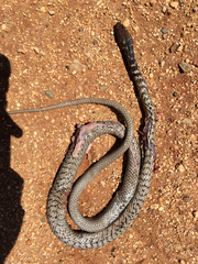 Masticophis fuliginosus