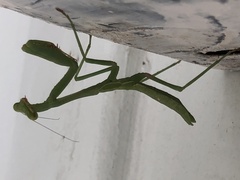 Stagmomantis