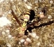 Polistes exclamans