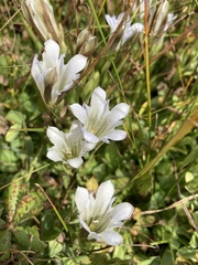 Gentiana newberryi