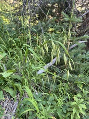 Bromus ciliatus