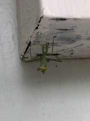 Stagmomantis