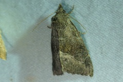 Plagiomimicus spumosum