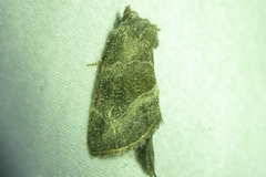 Plagiomimicus spumosum