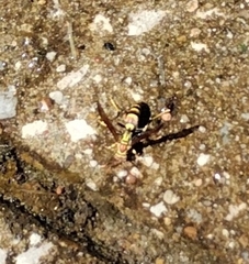 Polistes exclamans