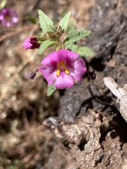 Diplacus torreyi