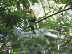 Ramphastos sulfuratus