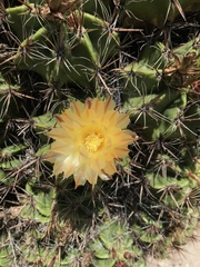 Ferocactus robustus