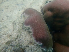 Porites