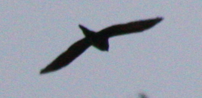 Psittacidae