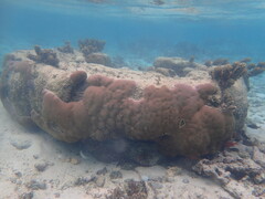 Porites