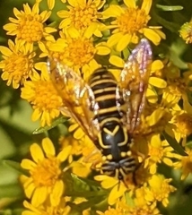 Spilomyia longicornis