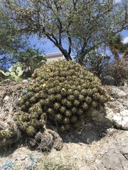 Ferocactus robustus