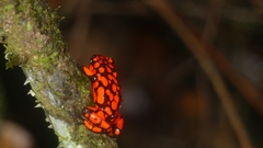 Oophaga