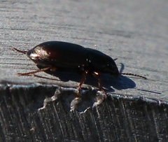 Carabidae