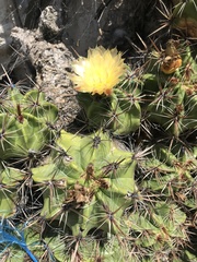 Ferocactus robustus