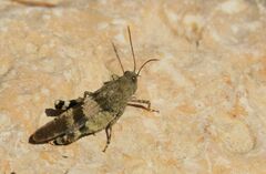 Oedipoda germanica