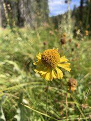 Helenium bigelovii