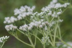 Eupatorium