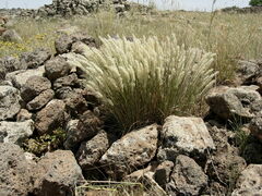 Melica persica