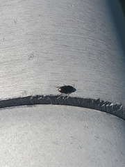 Carabidae