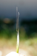 Avena barbata