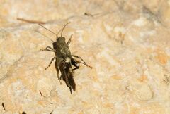 Oedipoda germanica