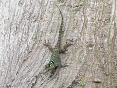 Sceloporus serrifer