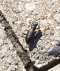 Cicindela punctulata