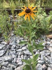 Rudbeckia