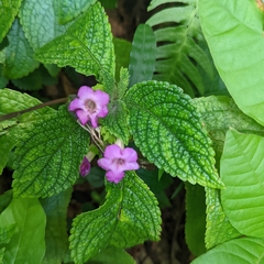 Chrysothemis melittifolia