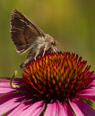 Anagrapha falcifera