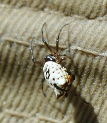 Micrathena mitrata