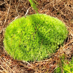 Leucobryum