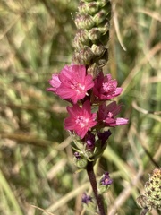 Sidalcea oregana