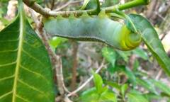 Daphnis nerii
