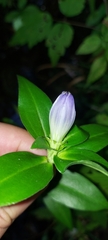 Gentiana clausa
