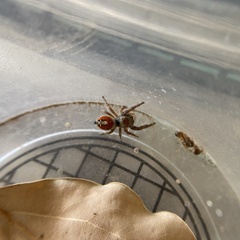 Phidippus californicus