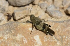 Oedipoda germanica