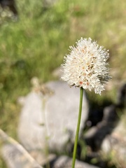 Bistorta bistortoides